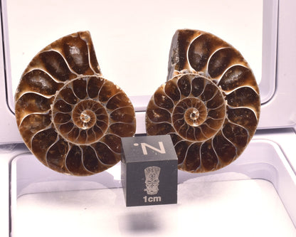 AMMONITE PAIR, CLEONICERAS, MID JURASSIC, TULCAR, MADAGASCAR F139