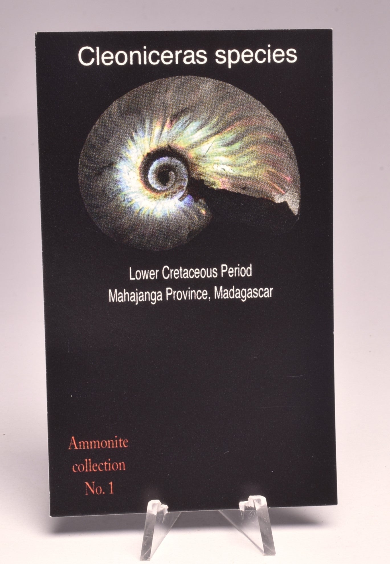 AMMONITE PAIR, CLEONICERAS, MID JURASSIC, TULCAR, MADAGASCAR F139