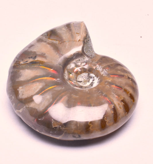 AMMONITE NATURAL IRIDESCENT FOSSIL, HIGH GRADE, MADAGASCAR F147