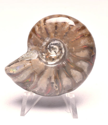 AMMONITE NATURAL IRIDESCENT FOSSIL, HIGH GRADE, MADAGASCAR F147