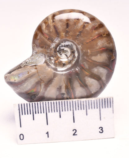 AMMONITE NATURAL IRIDESCENT FOSSIL, HIGH GRADE, MADAGASCAR F147