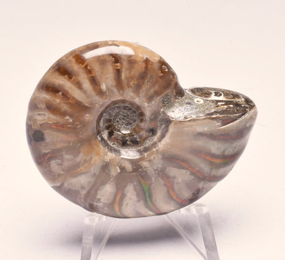 AMMONITE NATURAL IRIDESCENT FOSSIL, HIGH GRADE, MADAGASCAR F147