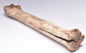 GENUINE EQUIDAE LEG BONE (HORSE FOSSIL) PHALANGES PLEISTOCENE NRTH SEA ICEO AGE F510