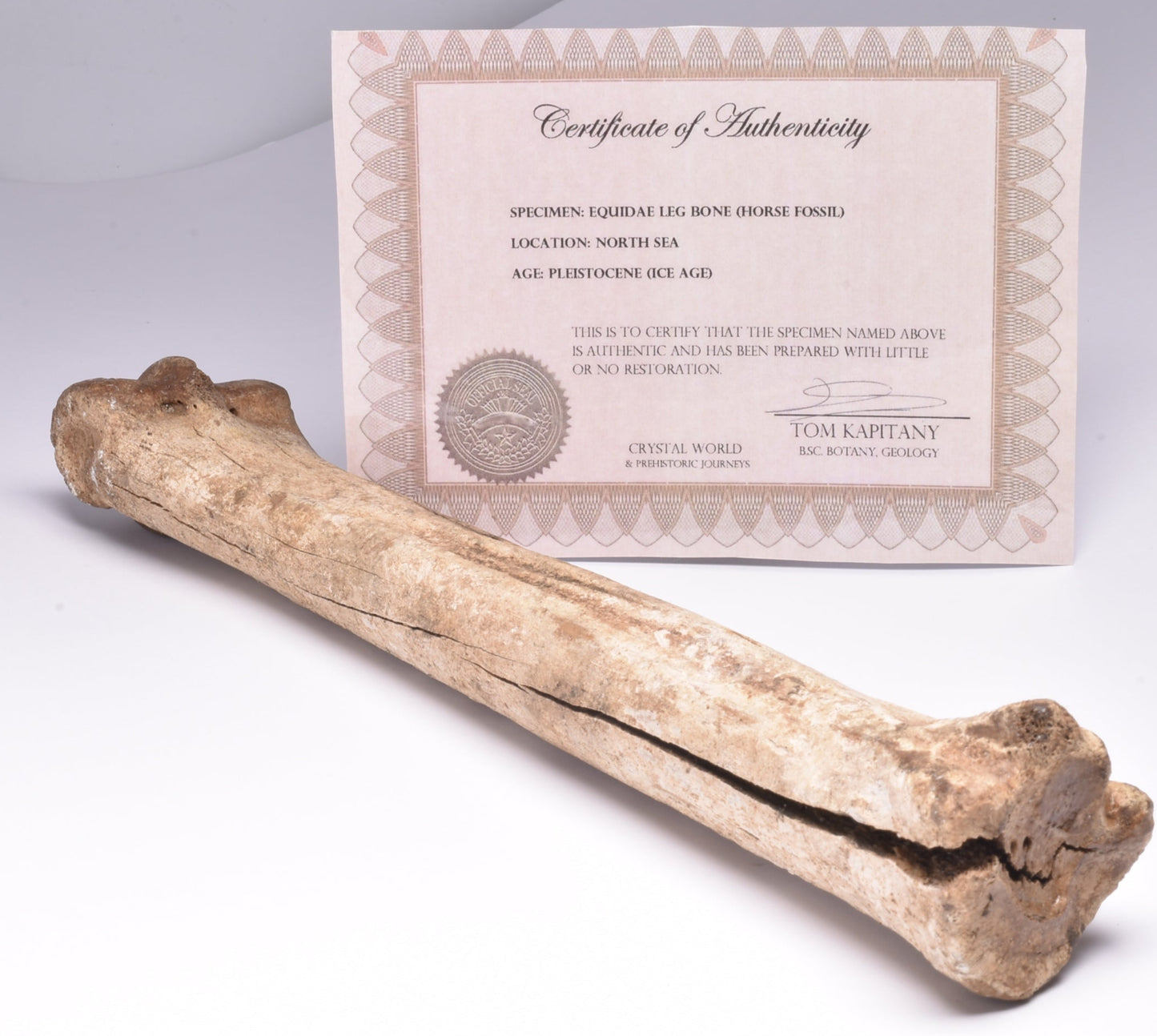 GENUINE EQUIDAE LEG BONE (HORSE FOSSIL) PHALANGES PLEISTOCENE NRTH SEA ICEO AGE F510