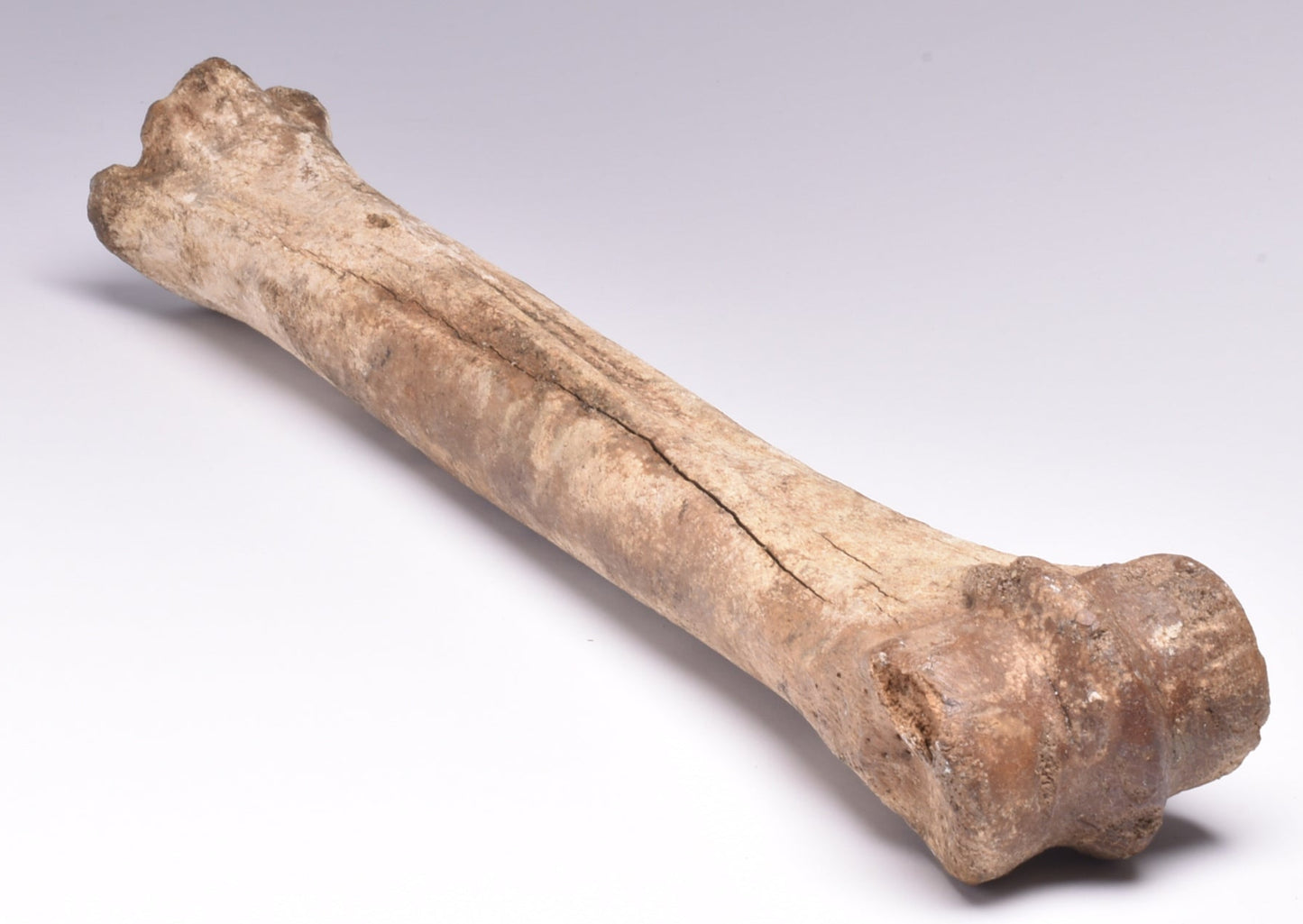 GENUINE EQUIDAE LEG BONE (HORSE FOSSIL) PHALANGES PLEISTOCENE NRTH SEA ICEO AGE F510