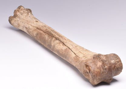 GENUINE EQUIDAE LEG BONE (HORSE FOSSIL) PHALANGES PLEISTOCENE NRTH SEA ICEO AGE F510