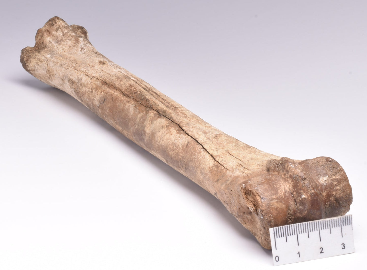 GENUINE EQUIDAE LEG BONE (HORSE FOSSIL) PHALANGES PLEISTOCENE NRTH SEA ICEO AGE F510