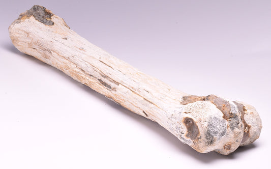 GENUINE EQUIDAE LEG BONE (HORSE FOSSIL) PLEISTOCENE NORTH SEA, ICE AGE F512