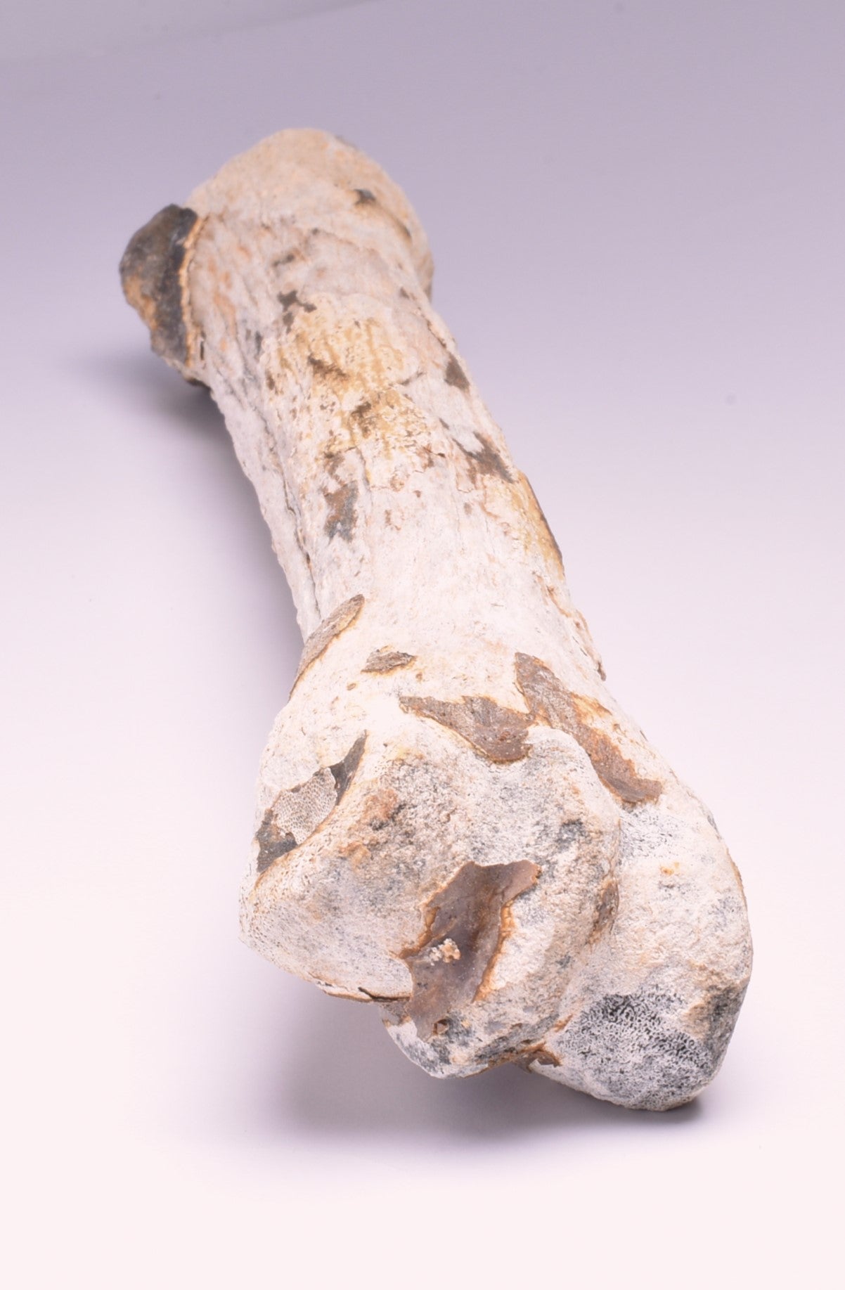 GENUINE EQUIDAE LEG BONE (HORSE FOSSIL) PLEISTOCENE NORTH SEA, ICE AGE F512