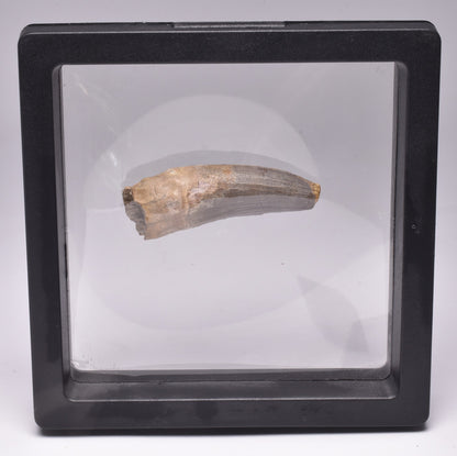 GENUINE FOSSIL DINOSAUR TOOTH, SUCHOMIMUS, CRETACEOUS, NIGER F30