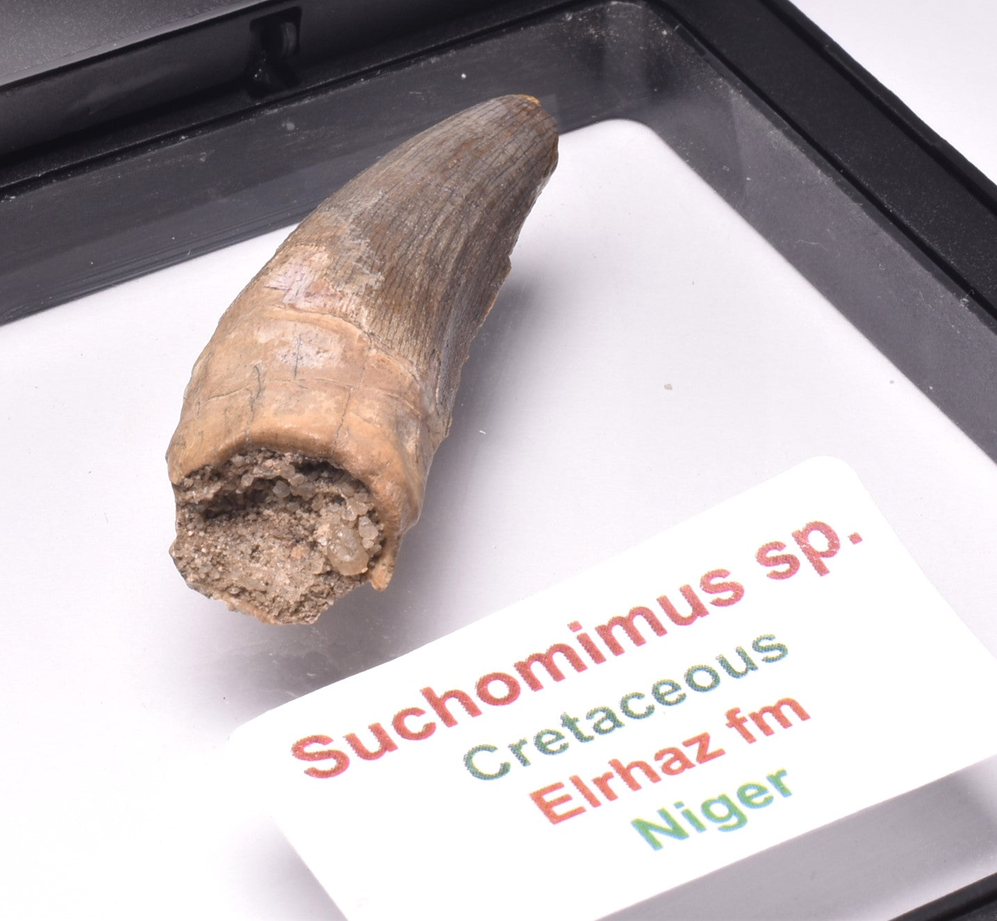 GENUINE FOSSIL DINOSAUR TOOTH, SUCHOMIMUS, CRETACEOUS, NIGER F30