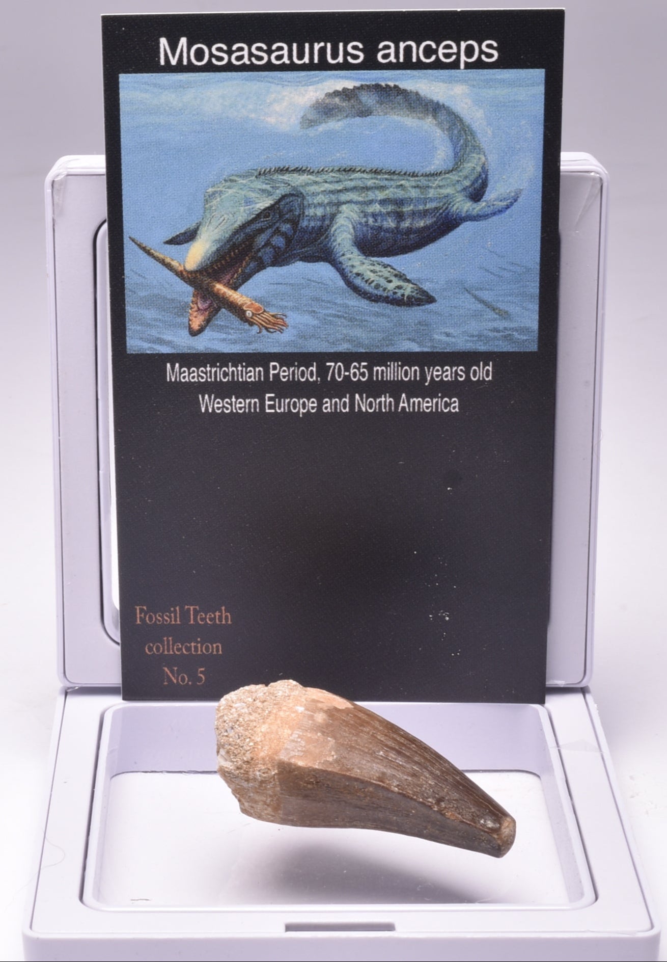 MOSASAURUS ANCEPS TOOTH FOSSIL, F63