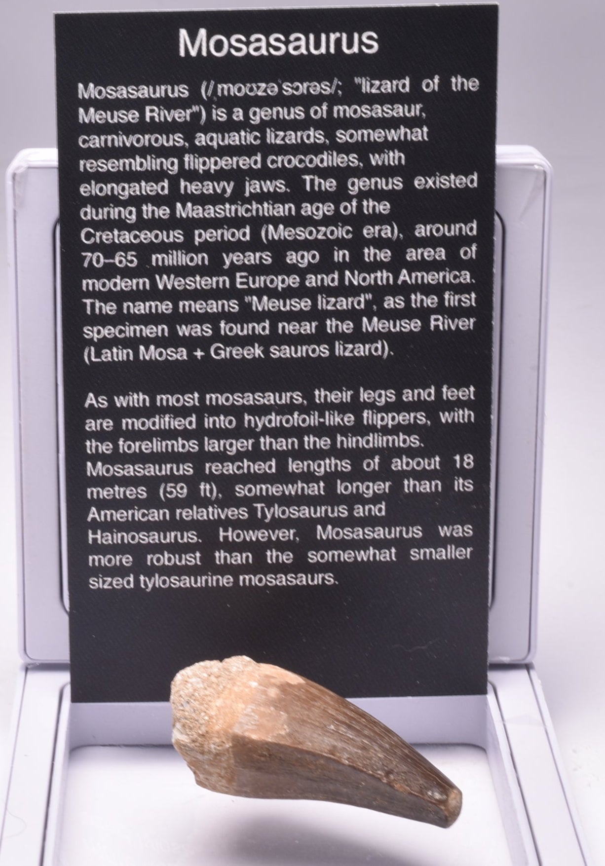 MOSASAURUS ANCEPS TOOTH FOSSIL, F63