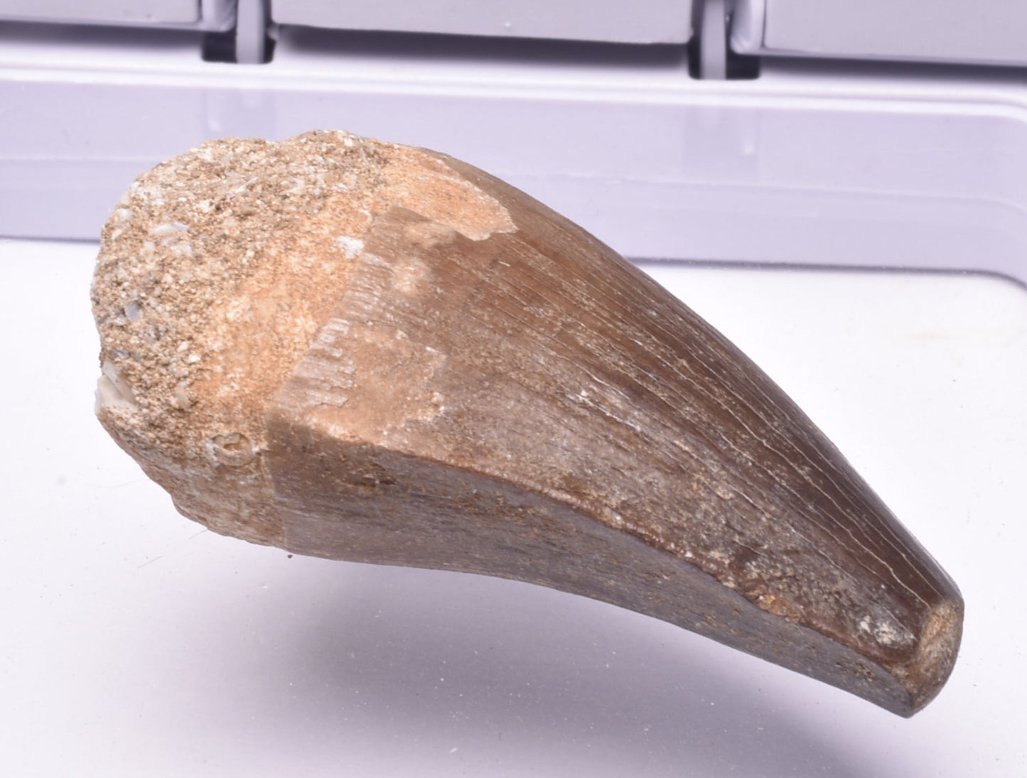 MOSASAURUS ANCEPS TOOTH FOSSIL, F63