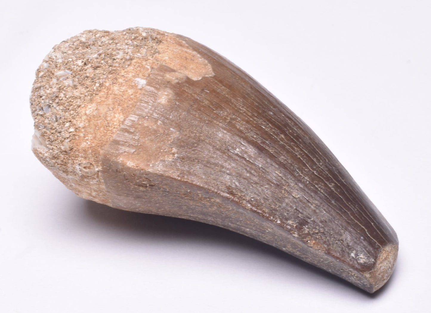 MOSASAURUS ANCEPS TOOTH FOSSIL, F63