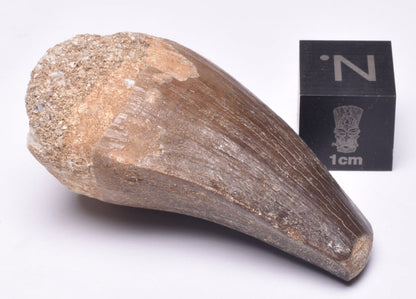 MOSASAURUS ANCEPS TOOTH FOSSIL, F63