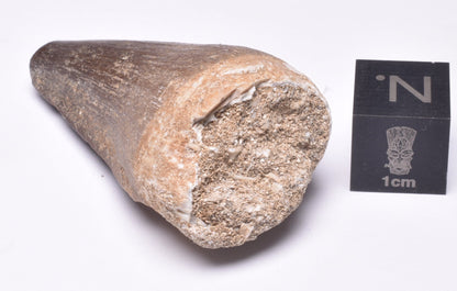 MOSASAURUS ANCEPS TOOTH FOSSIL, F63