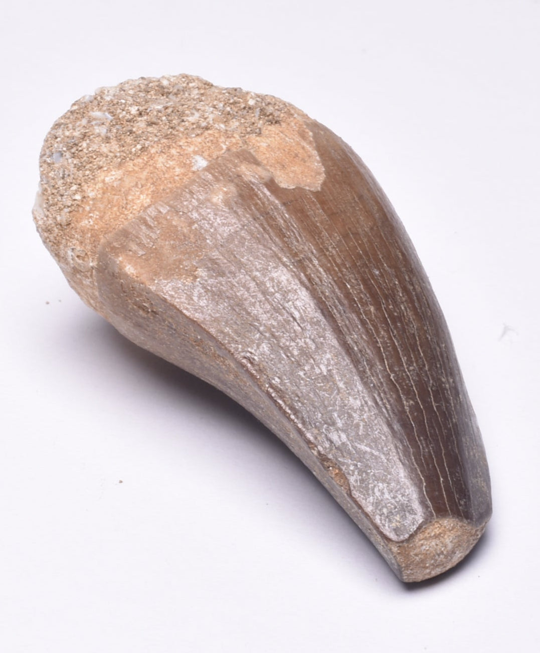 MOSASAURUS ANCEPS TOOTH FOSSIL, F63