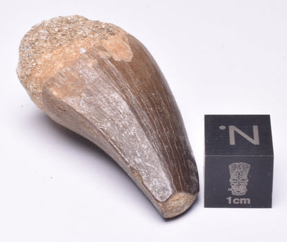 MOSASAURUS ANCEPS TOOTH FOSSIL, F63