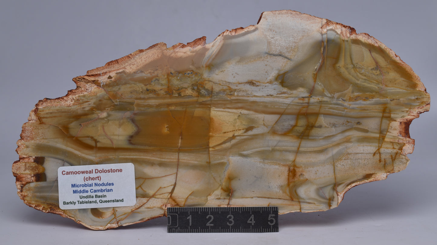 CAMOOWEAL DOLOSTONE (CHERT) MICROBIAL NODULES, MIDDLE CAMBRIAN, AUSTRALIA S1281