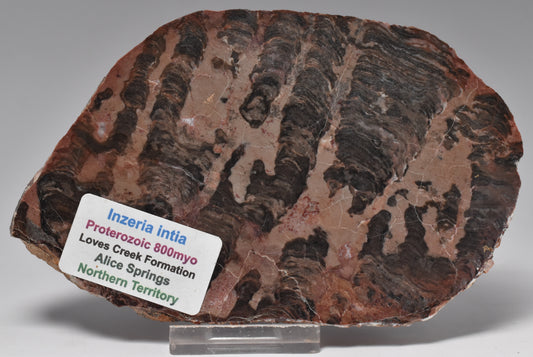 STROMATOLITE, Inzeria intia, PROTEROZOIC, FOSSIL S1283