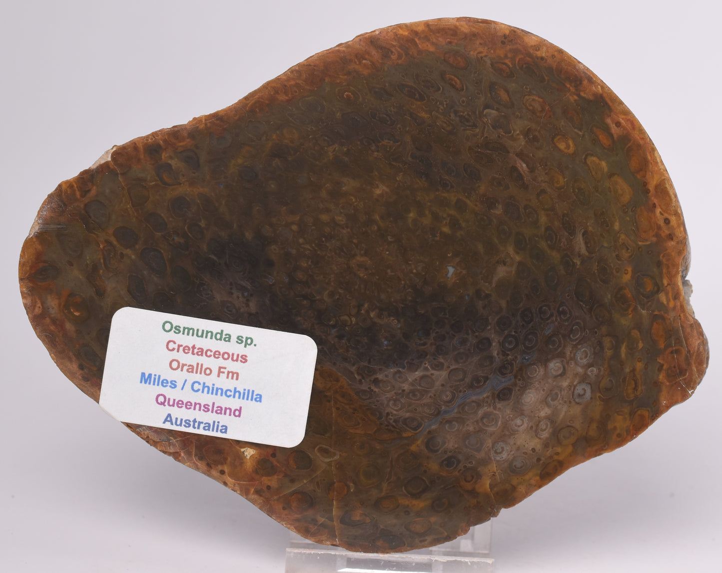 OSMUNDA SLICE, CRETACEOUS, MILES, CHINCHILLA, QUEENSLAND, AUSTRALIA S531