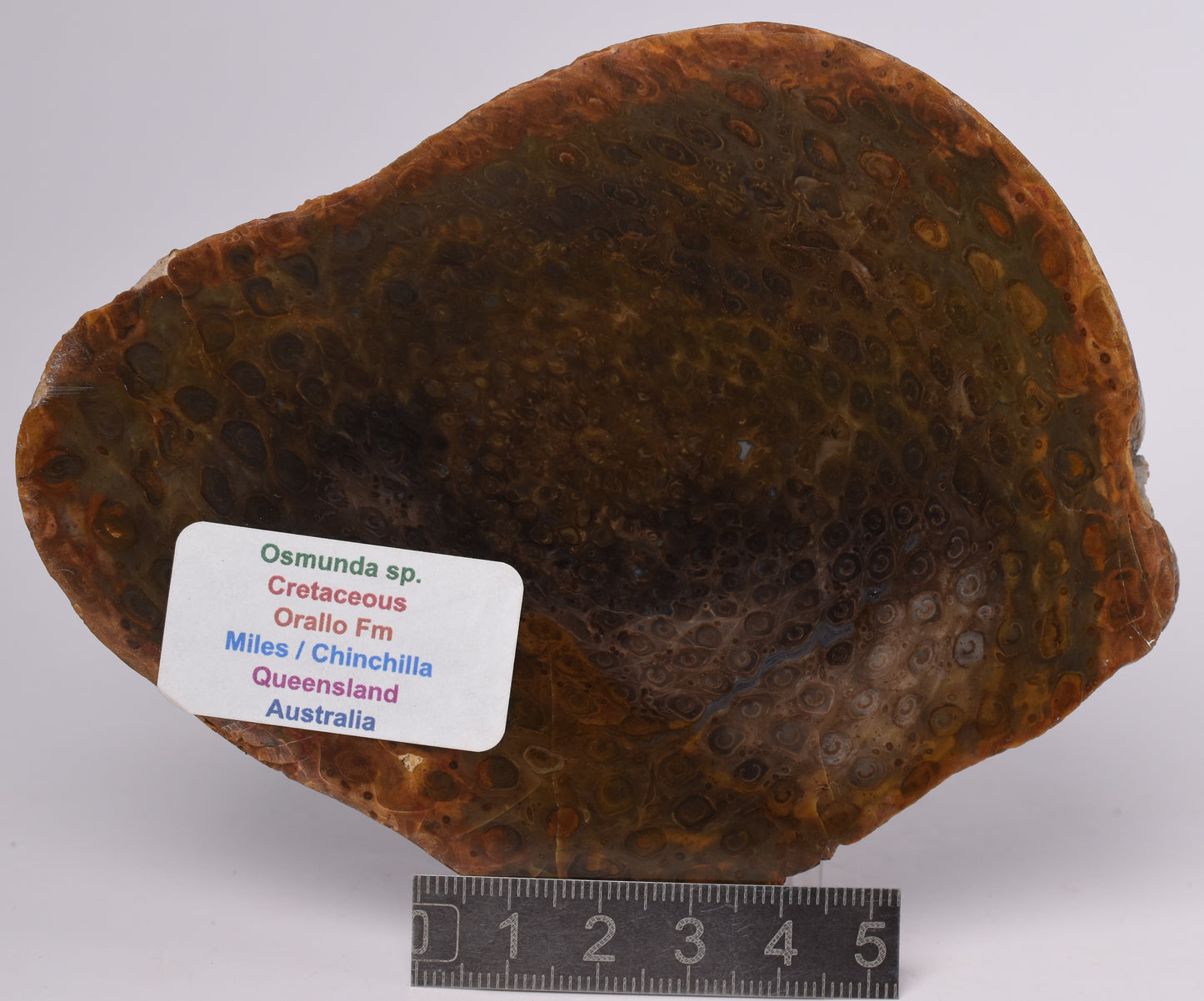 OSMUNDA SLICE, CRETACEOUS, MILES, CHINCHILLA, QUEENSLAND, AUSTRALIA S531