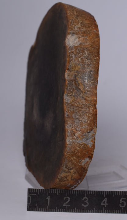 OSMUNDA SLICE, CRETACEOUS, MILES, CHINCHILLA, QUEENSLAND, AUSTRALIA S531