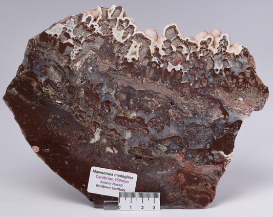 MAWSONIA MADAGINIA SLICE, STROMATOLITE, CAMBRIAN, AUSTRALIA S538