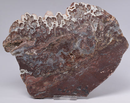 MAWSONIA MADAGINIA SLICE, STROMATOLITE, CAMBRIAN, AUSTRALIA S538