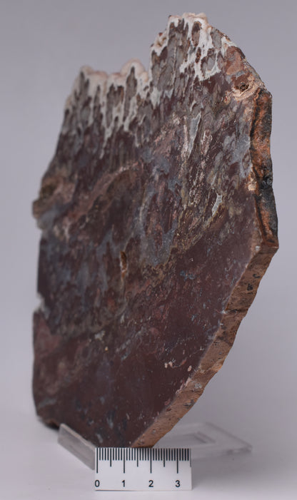 MAWSONIA MADAGINIA SLICE, STROMATOLITE, CAMBRIAN, AUSTRALIA S538