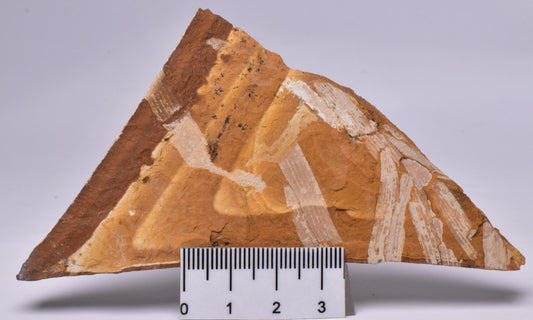 FOSSIL AGATHIS JURASSICA F637