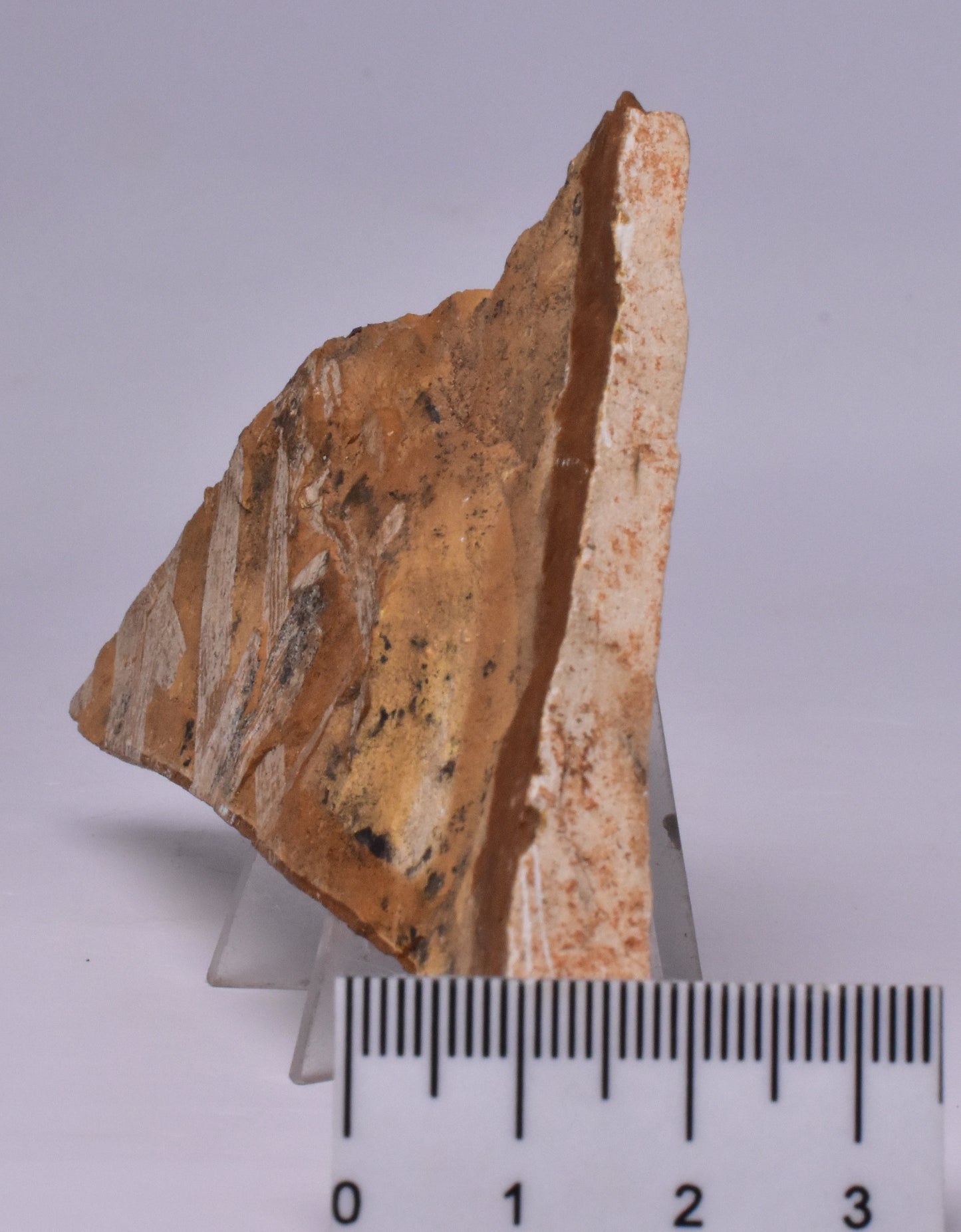 FOSSIL AGATHIS JURASSICA F637