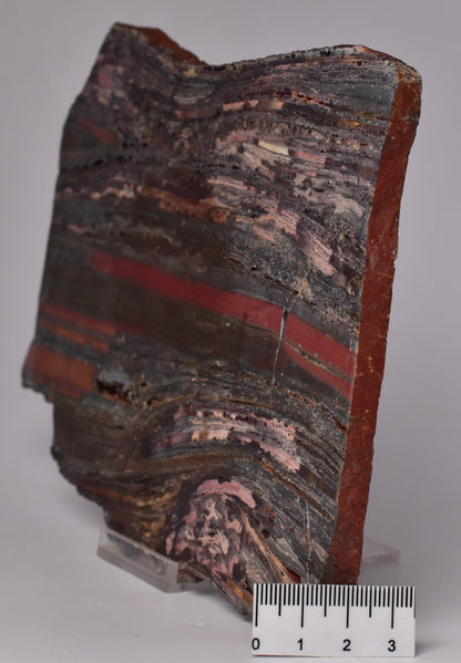 STROMATOLITE from the Jerrinah Formation, Pilbara, Western Australia S546