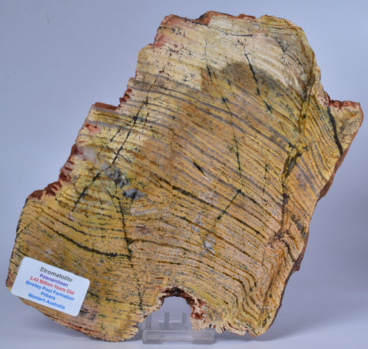 MICROBIAL MAT, Stromatolite STRELLEY POOL SLICE, S556