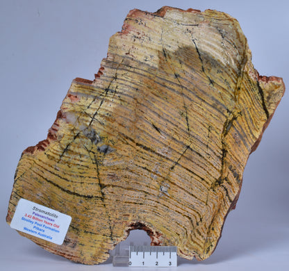 MICROBIAL MAT, Stromatolite STRELLEY POOL SLICE, S556