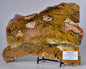 MICROBIAL MAT, STRELLEY POOL SLICED STROMATOLITE, 3.43 byo, Australia S558