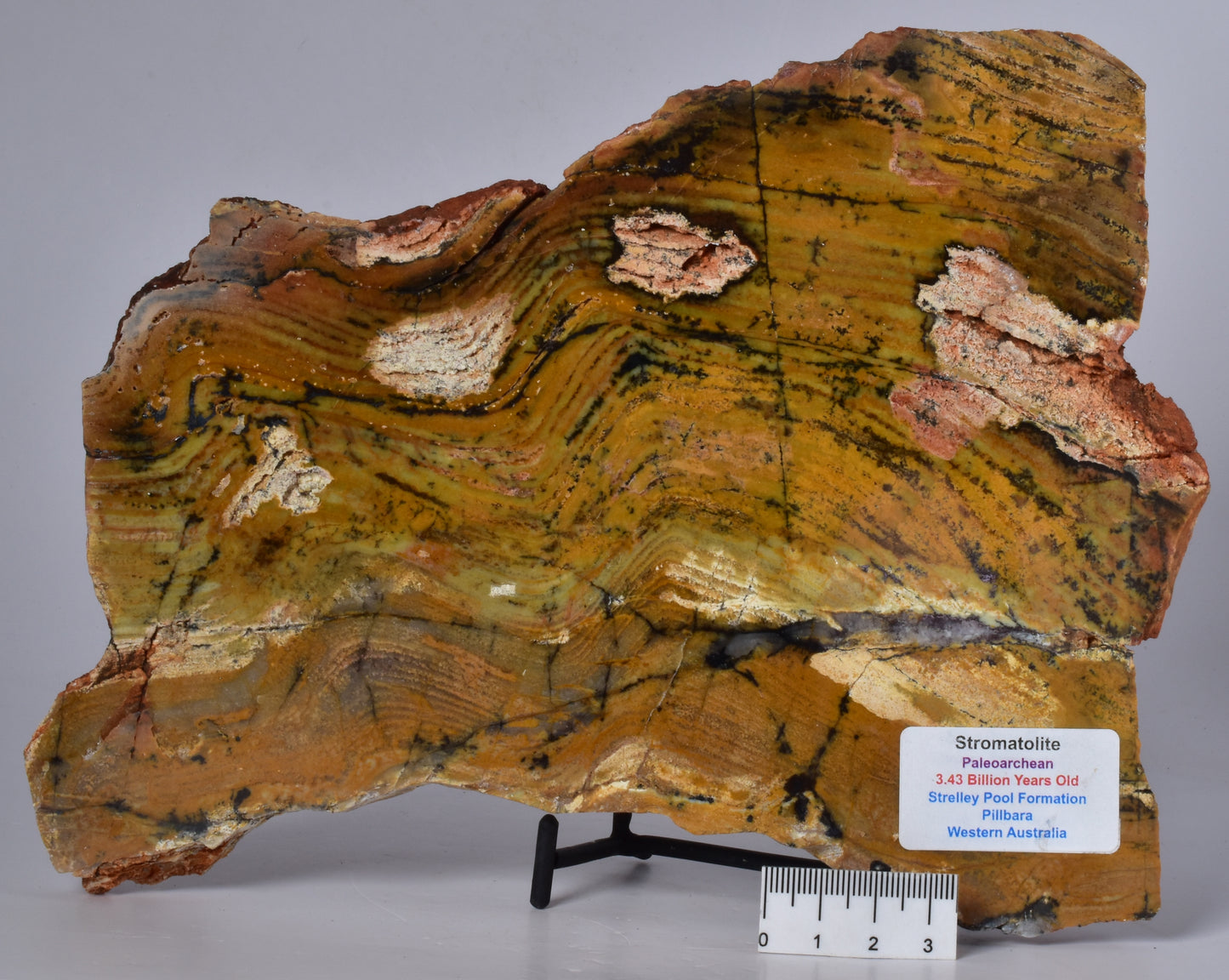 MICROBIAL MAT, STRELLEY POOL SLICED STROMATOLITE, 3.43 byo, Australia S558