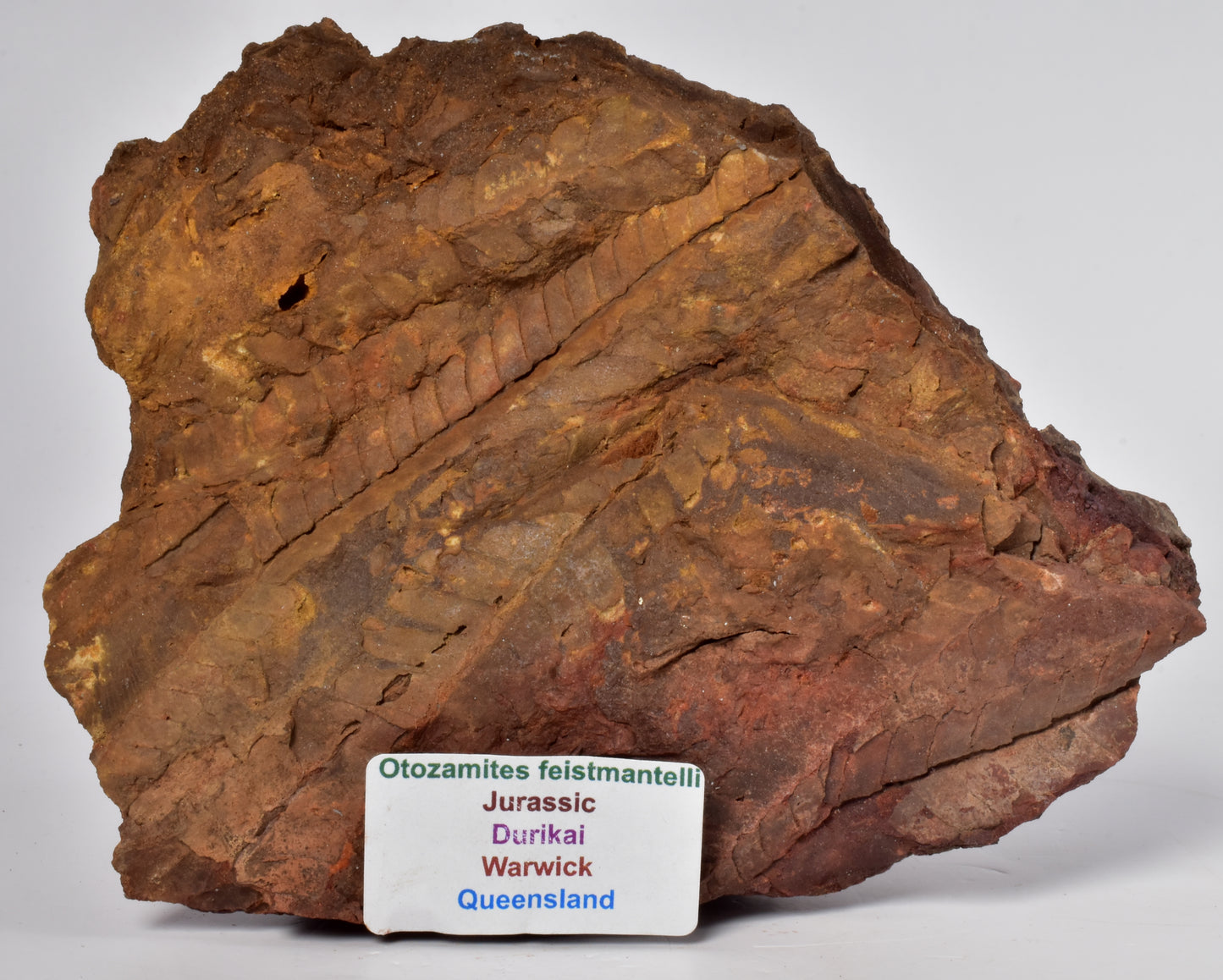 OTOZAMITES FEISTMANTELLI LEAF FOSSIL, QUEENSLAND, AUSTRALIA F639