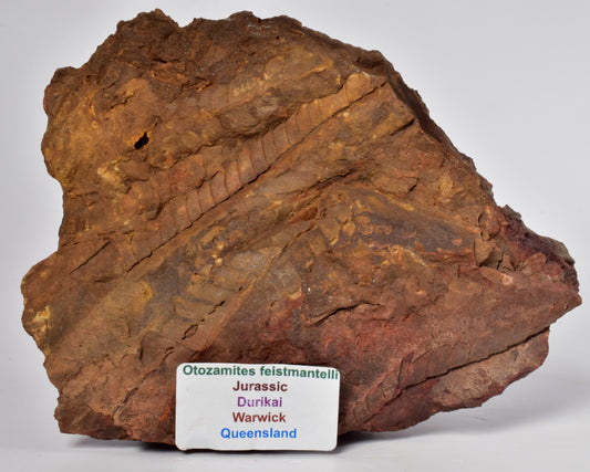 OTOZAMITES FEISTMANTELLI LEAF FOSSIL, QUEENSLAND, AUSTRALIA F639