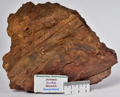 OTOZAMITES FEISTMANTELLI LEAF FOSSIL, QUEENSLAND, AUSTRALIA F639