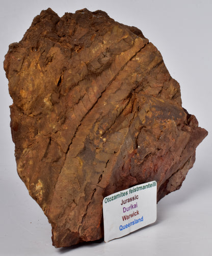 OTOZAMITES FEISTMANTELLI LEAF FOSSIL, QUEENSLAND, AUSTRALIA F639