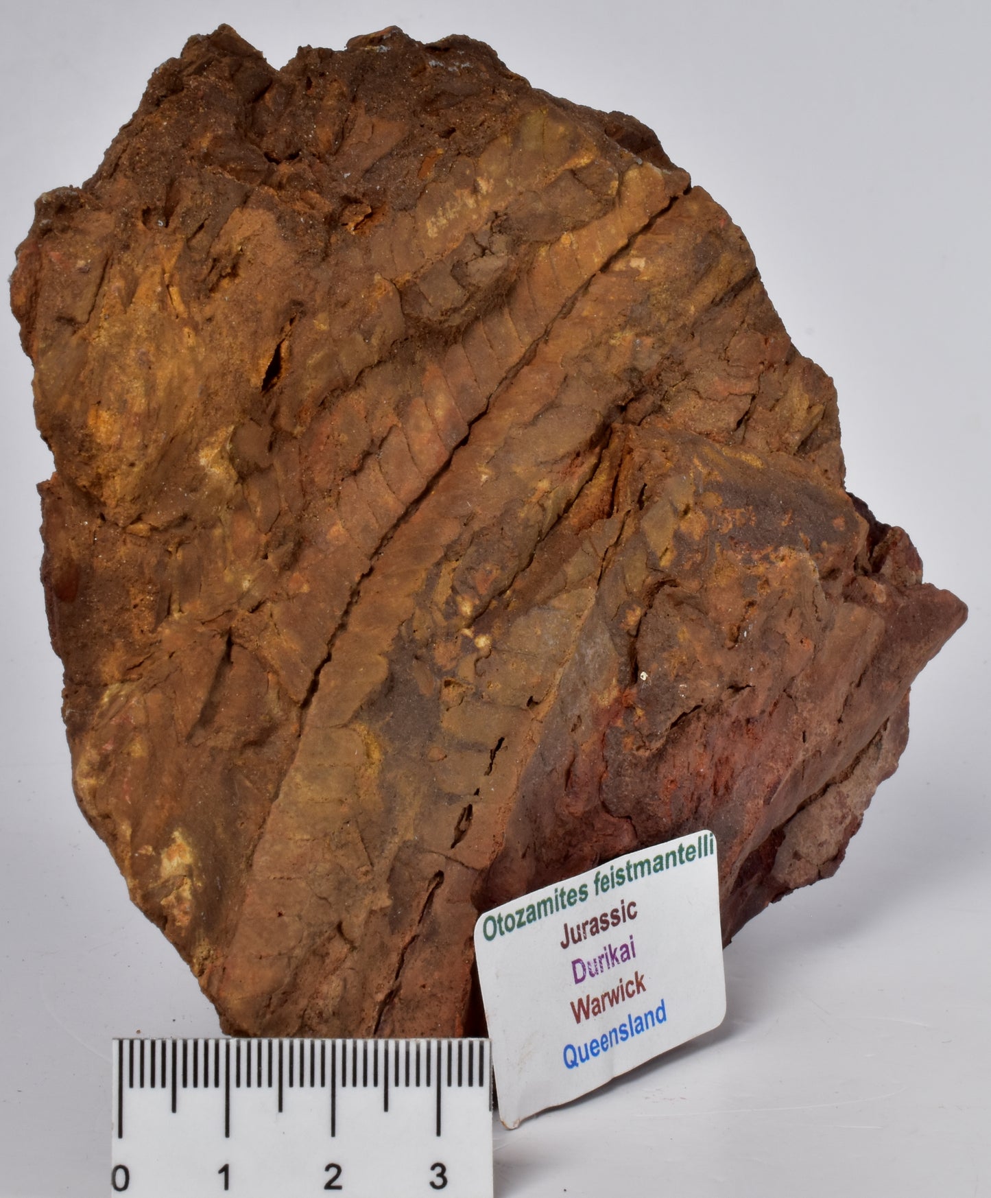 OTOZAMITES FEISTMANTELLI LEAF FOSSIL, QUEENSLAND, AUSTRALIA F639