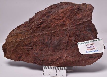 OTOZAMITES FEISTMANTELLI LEAF FOSSIL, QUEENSLAND, AUSTRALIA F564