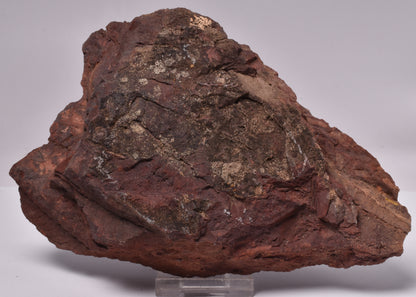 OTOZAMITES FEISTMANTELLI LEAF FOSSIL, QUEENSLAND, AUSTRALIA F564