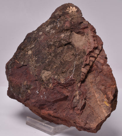 OTOZAMITES FEISTMANTELLI LEAF FOSSIL, QUEENSLAND, AUSTRALIA F564