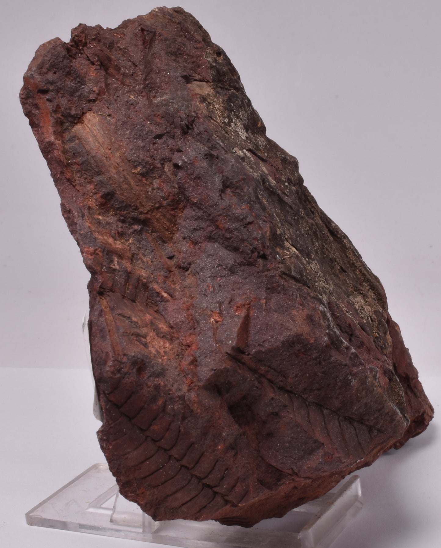 OTOZAMITES FEISTMANTELLI LEAF FOSSIL, QUEENSLAND, AUSTRALIA F564