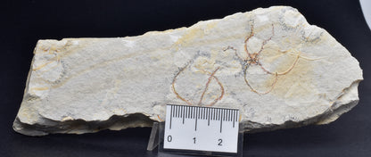 GEOCOMA BRITTLESTARFISH SPECIMEN, Fossil Jurassic Solnhofen, Germany F331