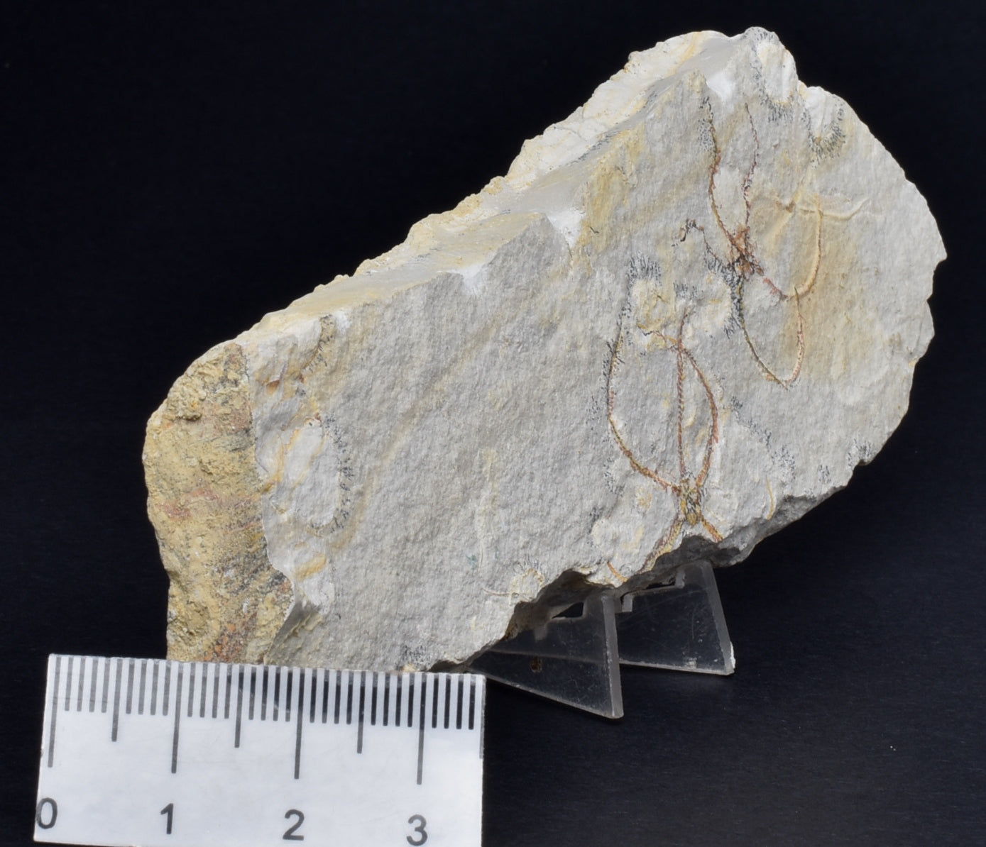 GEOCOMA BRITTLESTARFISH SPECIMEN, Fossil Jurassic Solnhofen, Germany F331