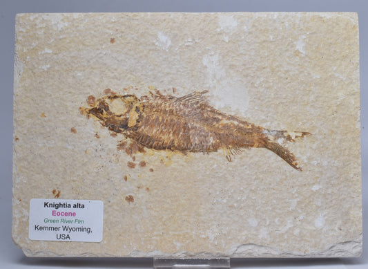 FISH FOSSIL, KNIGHTIA EOCAENA FISH FOSSIL F294